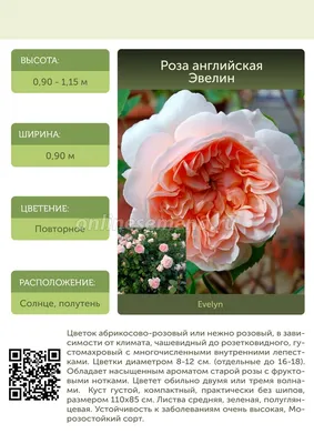 Eveline Cosmetics Hyaluronic Acid French Rose Active Anti-Aging Cream -  Активно омолаживающий крем \"Гиалуроновая кислота и Французская роза\" против  морщин: купить по лучшей цене в Украине | Makeup.ua
