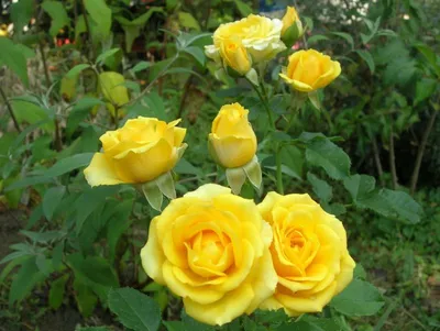 Eveline Wild UK Potted Rose - Colin Gregory Roses Ltd