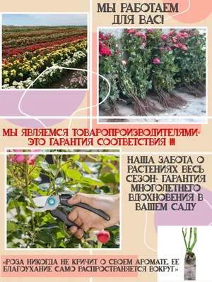 https://gardenklad.ru/catalog/rozy/rozy_premium_klassa/sprey_patio_mini/5947/