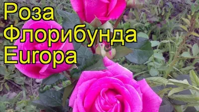 Роза флорибунда Европа - купить саженцы с доставкой по Москве и области,  цена от 598 руб. в интернет-магазине \"Агрономов.РУ\"