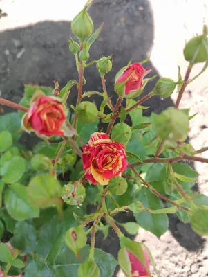 Букет из красно-жёлтой кустовой розы сорта Файер Флеш | купить букет  кустовых роз Файер Флеш