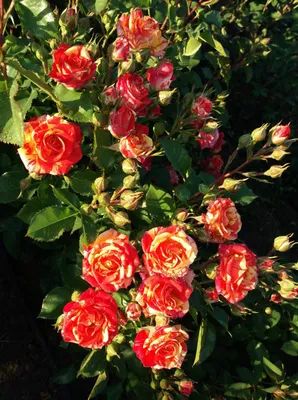 Букет из красно-жёлтой кустовой розы сорта Файер Флеш | купить букет  кустовых роз Файер Флеш
