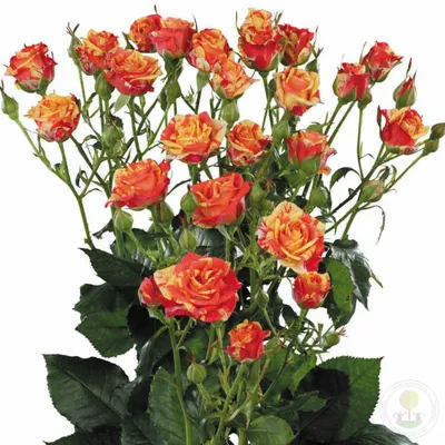 Саженцы розы Файер Флэш (Fire Flash) (ID#1464996045), цена: 55 ₴, купить на  Prom.ua