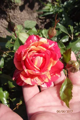 Саженцы спрей розы «Фаер Флеш» высокого качества ⭐ купить онлайн по  доступной цене | westgard.com.ua