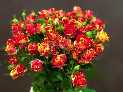 Саженцы розы Файер Флеш купить в Москве в питомнике, растения по цене от  500 руб.