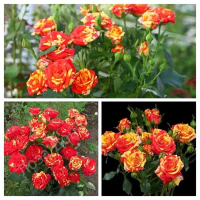 Кустовые розы Файер Флэш с ромашками | доставка по Москве и области