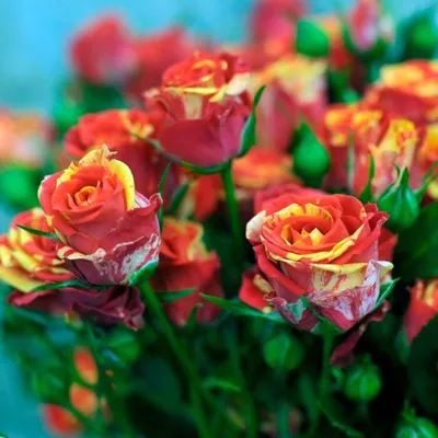Саженцы спрей розы «Фаер Флеш» высокого качества ⭐ купить онлайн по  доступной цене | westgard.com.ua