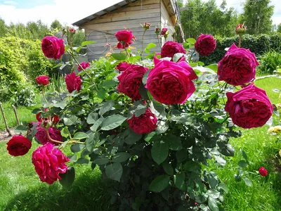 Роза английская Falstaff \"Фальстаф\" : C5 | Сибирские газоны - Сибирские  газоны