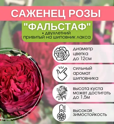 Фальстаф роза.Falstaff rose.Английские розы .Описание.Фото.Отзывы.Купить.Питомник