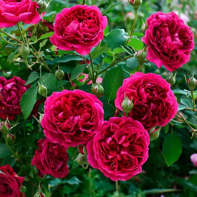 Троянда Фальстаф (Falstaff) садовый центр \"Дворик\"