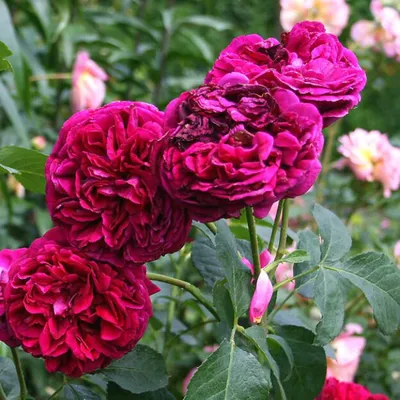 Английская роза Фальстаф, остинка. | Цветущий сад | Дзен
