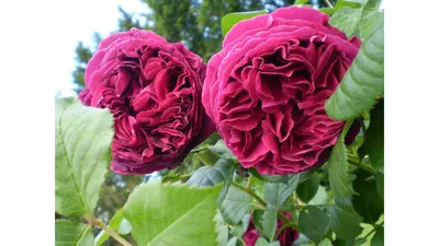 Роза Falstaff (Фальстаф) окулянт поставка в мае: продажа, цена в Черкасской  области. Рассада и саженцы цветов от \"Цветущий сад\" - 1195971076