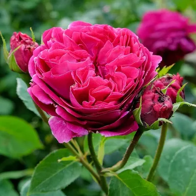 Роза английская кустовая Фальстаф (Falstaff) купить саженцы почтой из  питомника «АГРОФОНД»