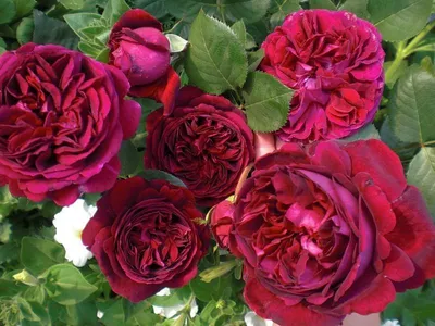 Роза \"Falstaff\" купить в питомнике растений с доставкой по Волгограду и  Волгоградской области, саженцы, выращивание, посадка и уход