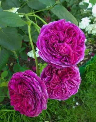 Роза Фальстаф: посадка, уход, размножение сорта | Розы, Выращивание роз,  Цветение
