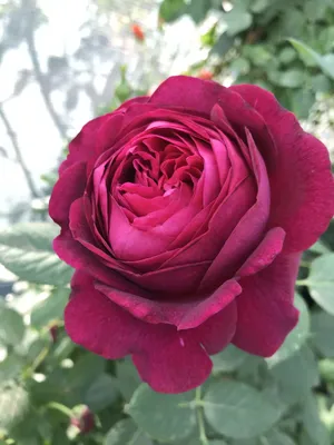 Английская Роза Фальстаф прекрасно растет как на солнце, так и в полутени.  | Садовод | Дзен
