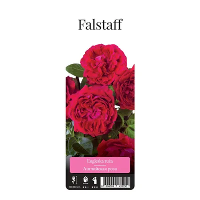 Купить Роза английская кустовая « Фальстаф (Falstaff)». Саженцы в Москве и  области по низкой цене