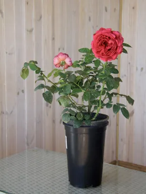 Роза английская Фальстаф - Плодовый дом Игоря