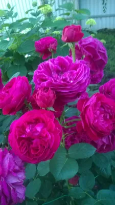 Роза англ. Фальстаф ⋆ Оранжерея 72
