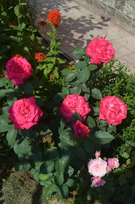 Саженцы розы фальстаф купить в Москве по цене от 2000 рублей