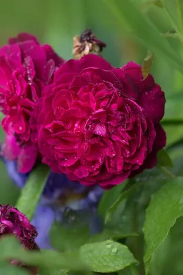 Английская роза \"Фальстаф\" (Falstaff) (id 106491563), купить в Казахстане,  цена на Satu.kz