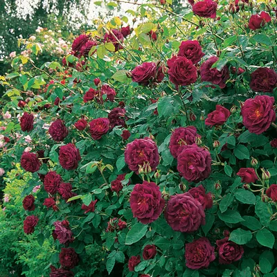 Роза Английская Фальстаф (Rose old Falstaff) — Садовое ателье СвеЖеНика