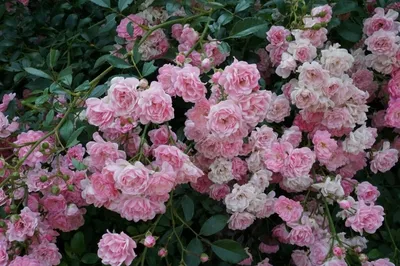 Роза полиантовая Зе Фэйри (Rosa Polyantha The Fairy) ОКС осень 2024 —  Питомник Летний сад