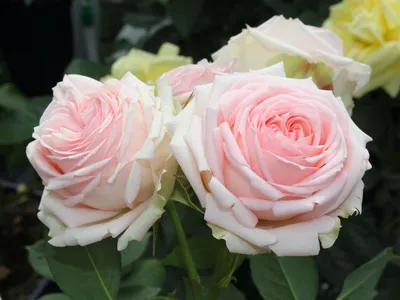 Саженцы розы Ферст Леди (ID#1879787010), цена: 120 ₴, купить на Prom.ua