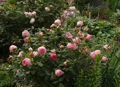 Фест Леди (First Lady) – Rosen Tantau - купить Аромат-роз.рф