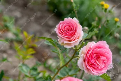 Ферст Леди First Lady — RoseCatalog.ru