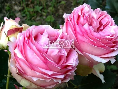 Купить оптом Rosa Gr First Lady ( Ферст Лади ) В60 Rosa Prima