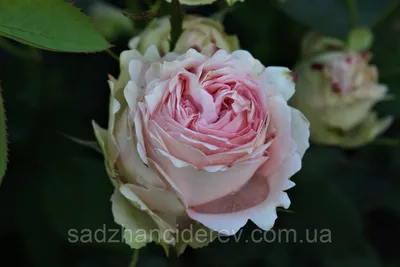 Саженцы роз Ферст Леди (First Lady) (ID#1380784911), цена: 100 ₴, купить на  Prom.ua