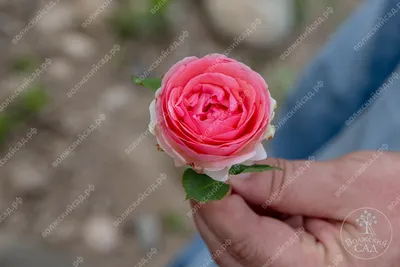 Ферст Леди
