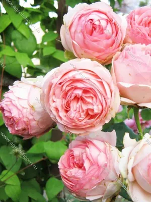 Знакомство с розами моего сада. 🌹Шраб First Lady (Первая Леди). | Удачница  | Дзен