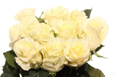Купить оптом Rosa Gr First Lady ( Ферст Лади ) В60 Rosa Prima