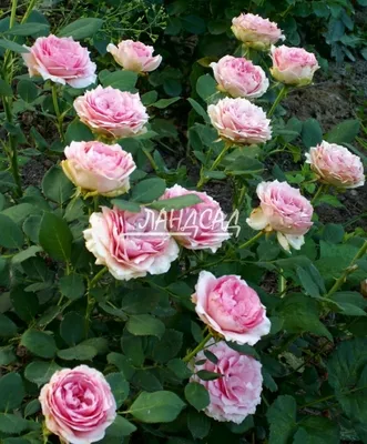 Роза шраб Фёрст леди / First Lady (селекция Tantau) - Розы шрабы, купить с  доставкой по Москве и Московской области, сорта, цены за штуку, названия,  фото