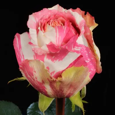 Кустовая роза фиеста баблс купить оптом в Москве от производителя