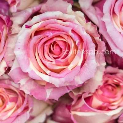 Beautiful 'Fiesta' Roses in Pink and Yellow