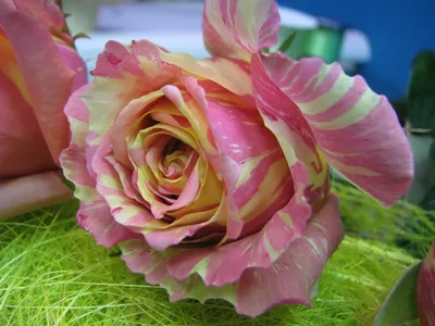 Купить оптом розы Fiesta на цветочной базе «Спутник» в Санкт-Петербурге