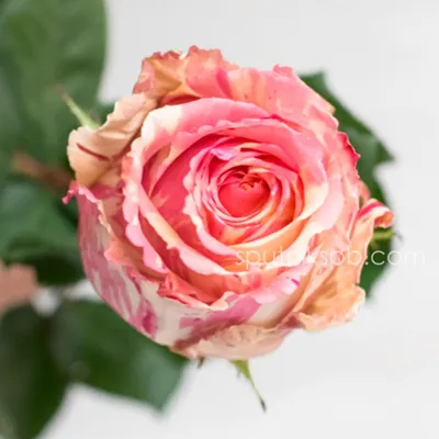 FIESTA a Pink/Cream rose from Ecuador