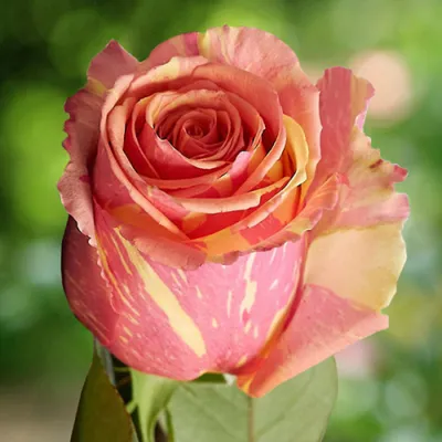 Купить Уральская роза «Фиеста» в Екатеринбурге с доставкой