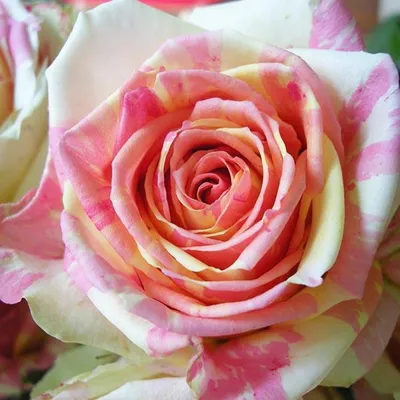 Бальзамин Fiesta Burgundy Rose (FIESTA SERIES) | Primflowers.ru - Фуксии,  Бальзамины, Хойи