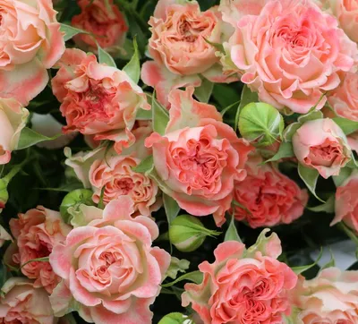 Cottage Farms 1-Piece Fiesta Veranda Rose Live Plant - QVC.com