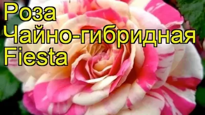 7 эквадорских розовых роз Фиеста 70см купить в СПб | Доставка недорого |  Официальный сайт Цветы Опт Розница