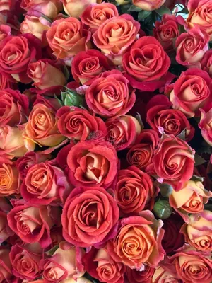 Букет из 15 роз \"Фиеста\" в Рязани с доставкой