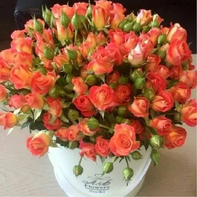 Кустовая роза «Фиеста» (Fiesta) - 250 руб, купить в Воронеже в магазине  «Цветы Экспресс»