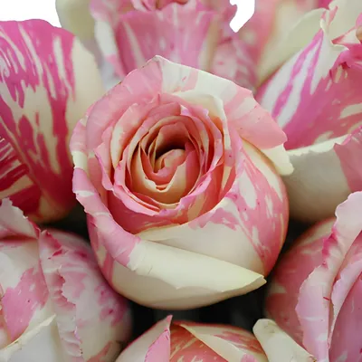 51 розовых роза Фиеста | купить недорого | доставка по Москве и области