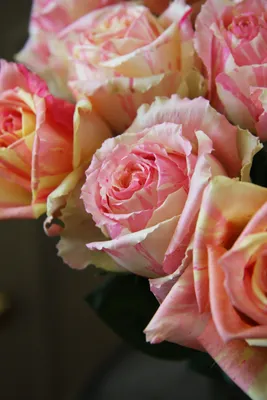 Купить оптом розы Fiesta на цветочной базе «Спутник» в Санкт-Петербурге