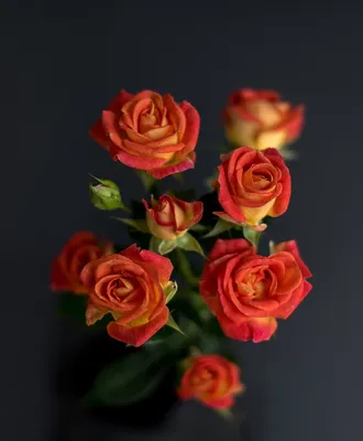 Букет из 21 розы (Fiesta) - Цветочный Маркет 24 в Москве