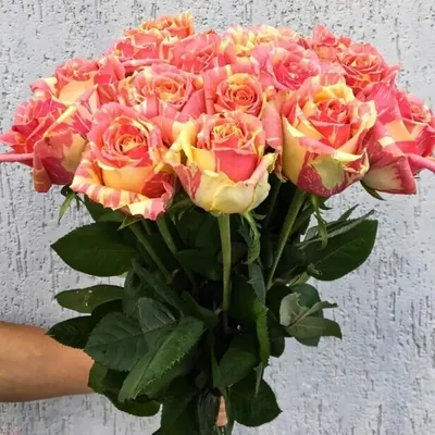 Fiesta - Premium Roses - Eagle-Link Flowers